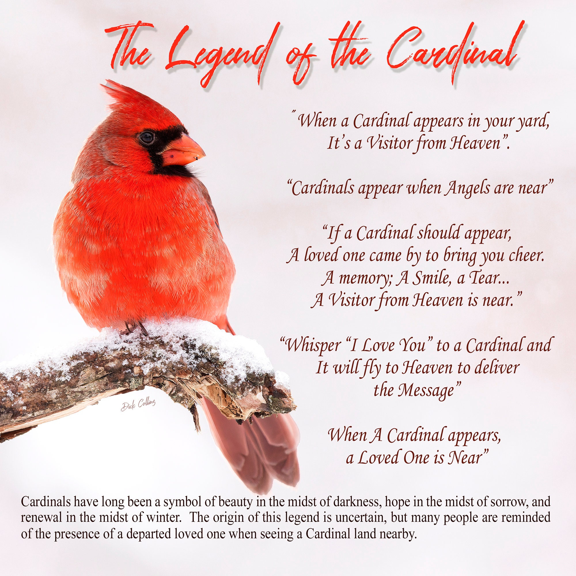 Legend Of Cardinal - Etsy within Legend of the Cardinal Printable