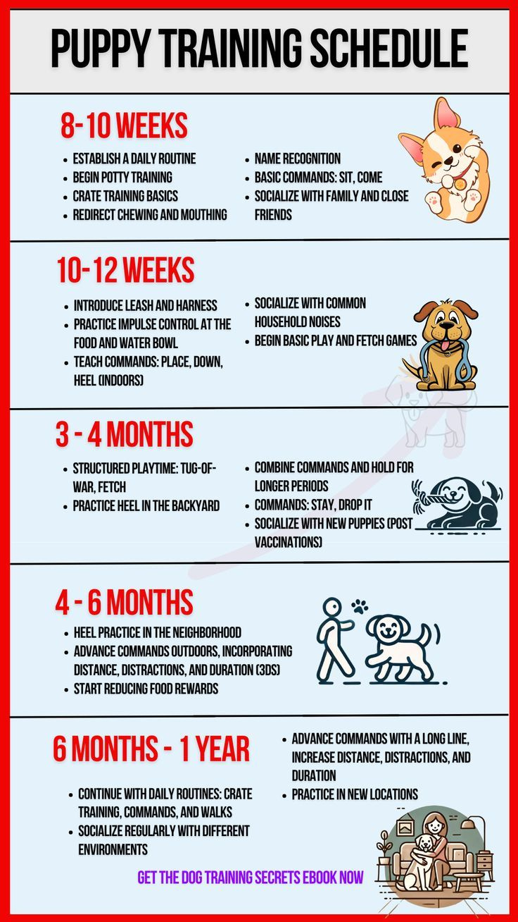 Puppy Training Schedule within Printable Puppy Training Schedule Week By Week