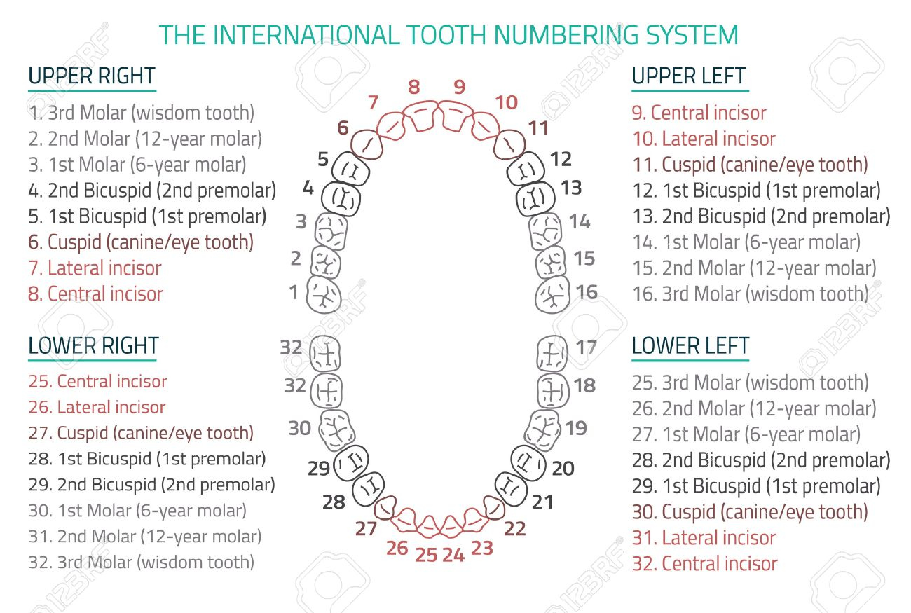 Adult International Tooth Numbering Chart. Illustration