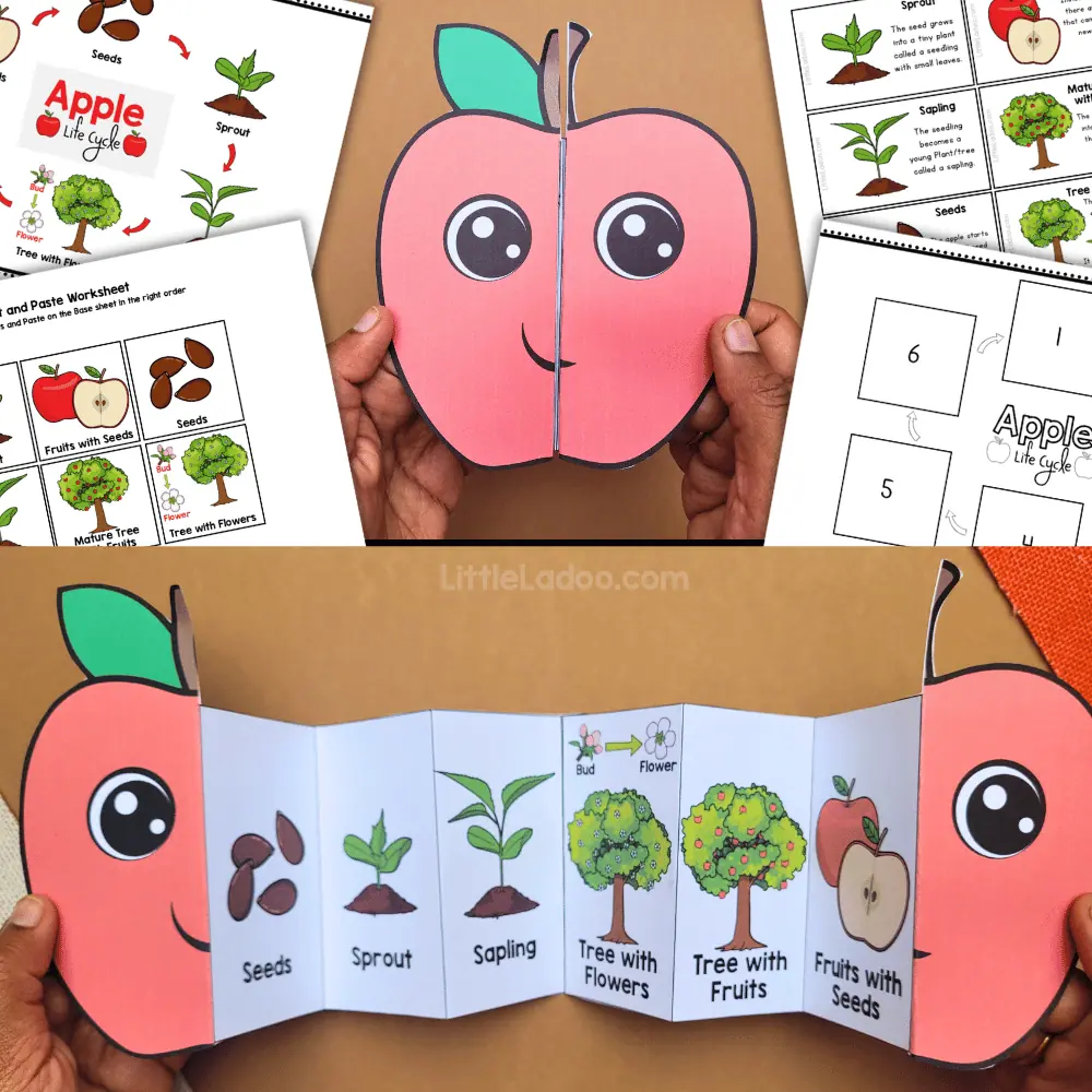 Apple Life Cycle Craft Printable