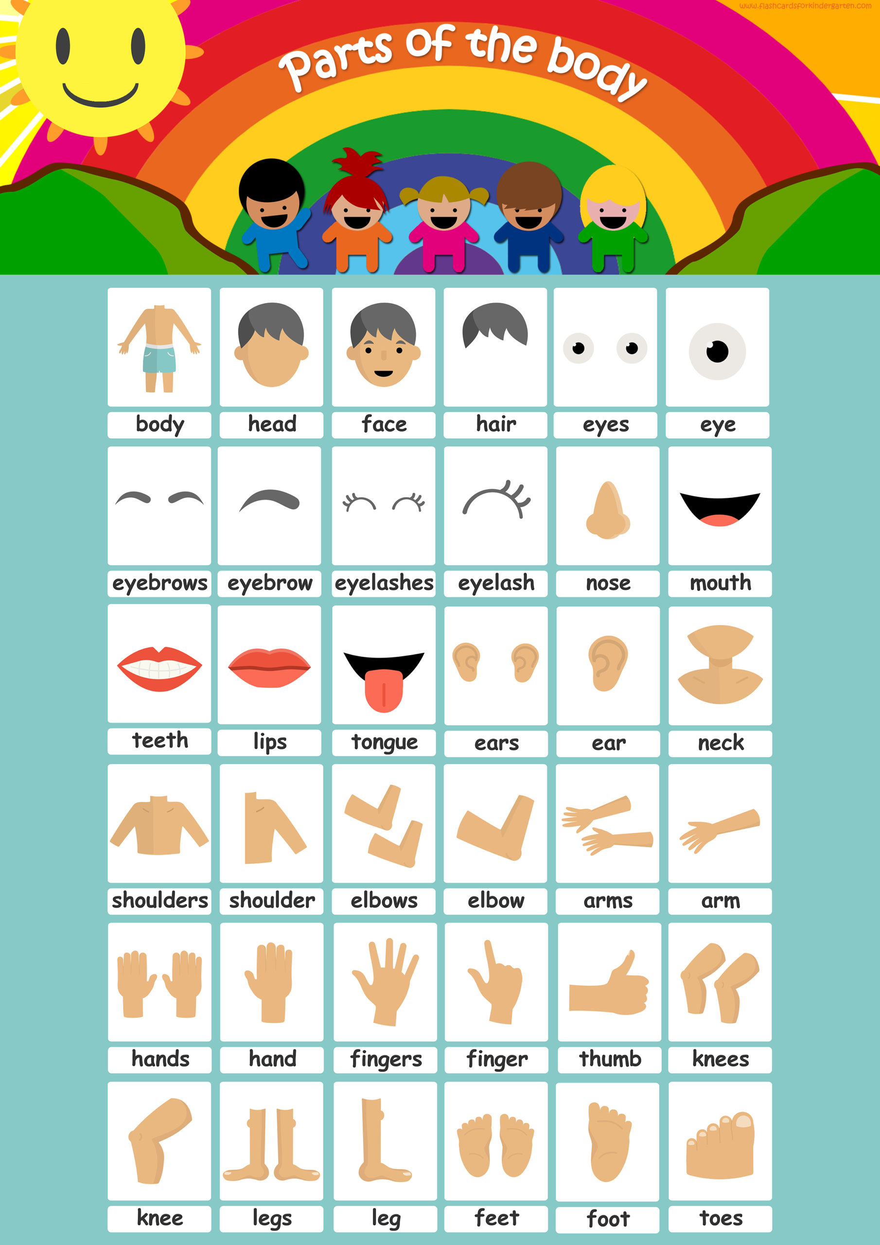 Body parts Flashcards