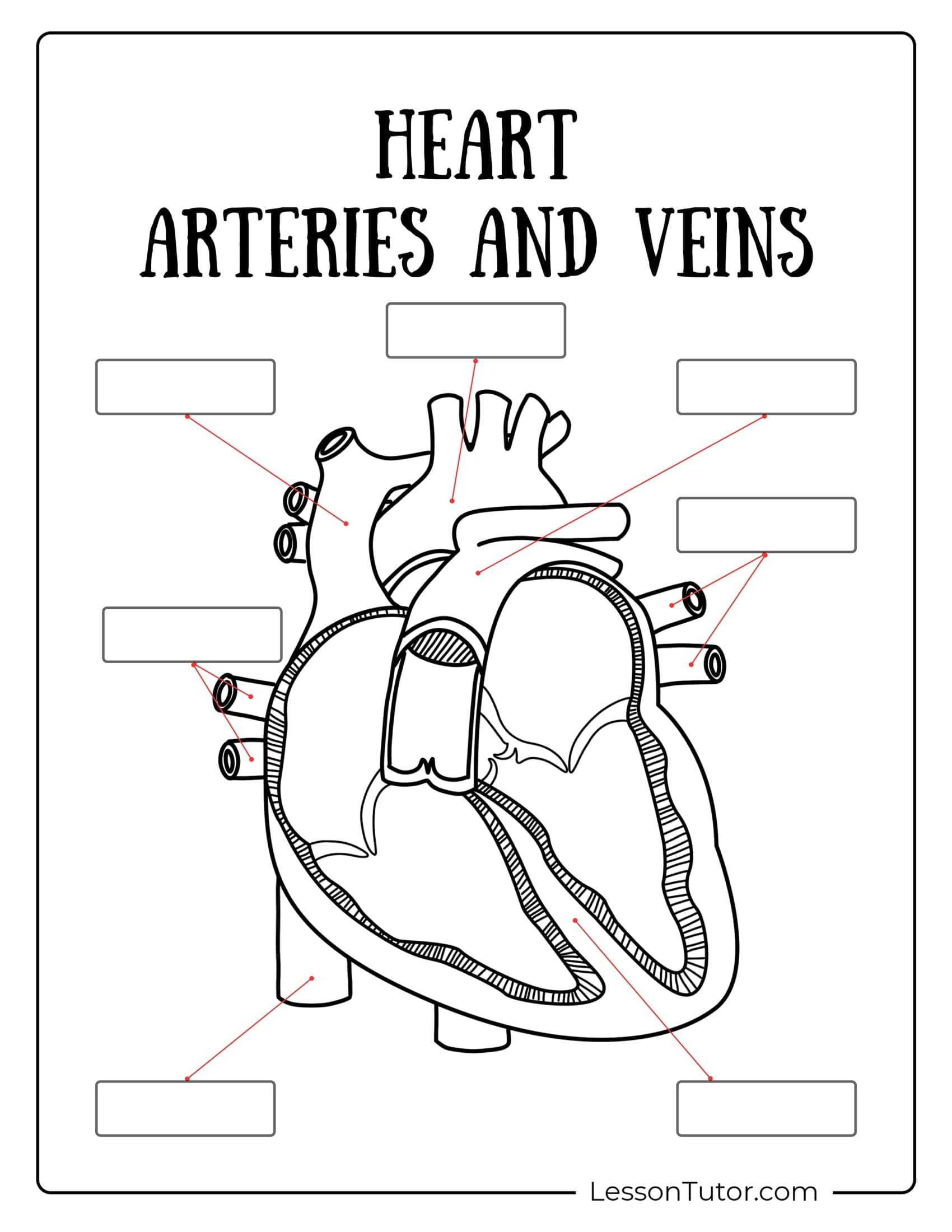 Circulatory System Worksheets - Free Coloring Pages, PDF
