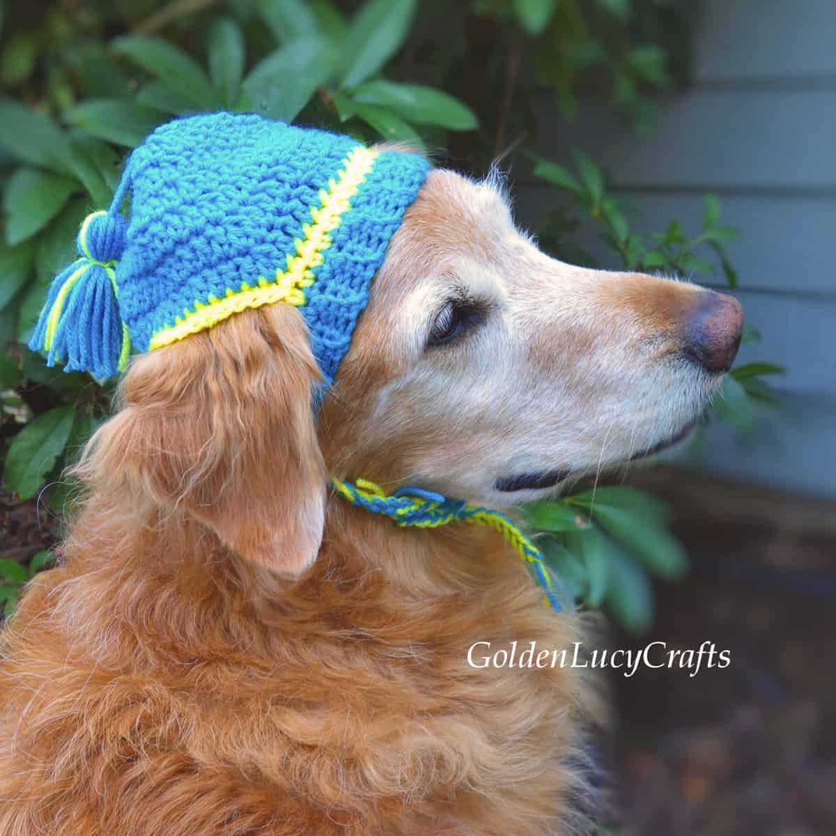 Crochet Dog Hat, Free Crochet Pattern - GoldenLucyCrafts