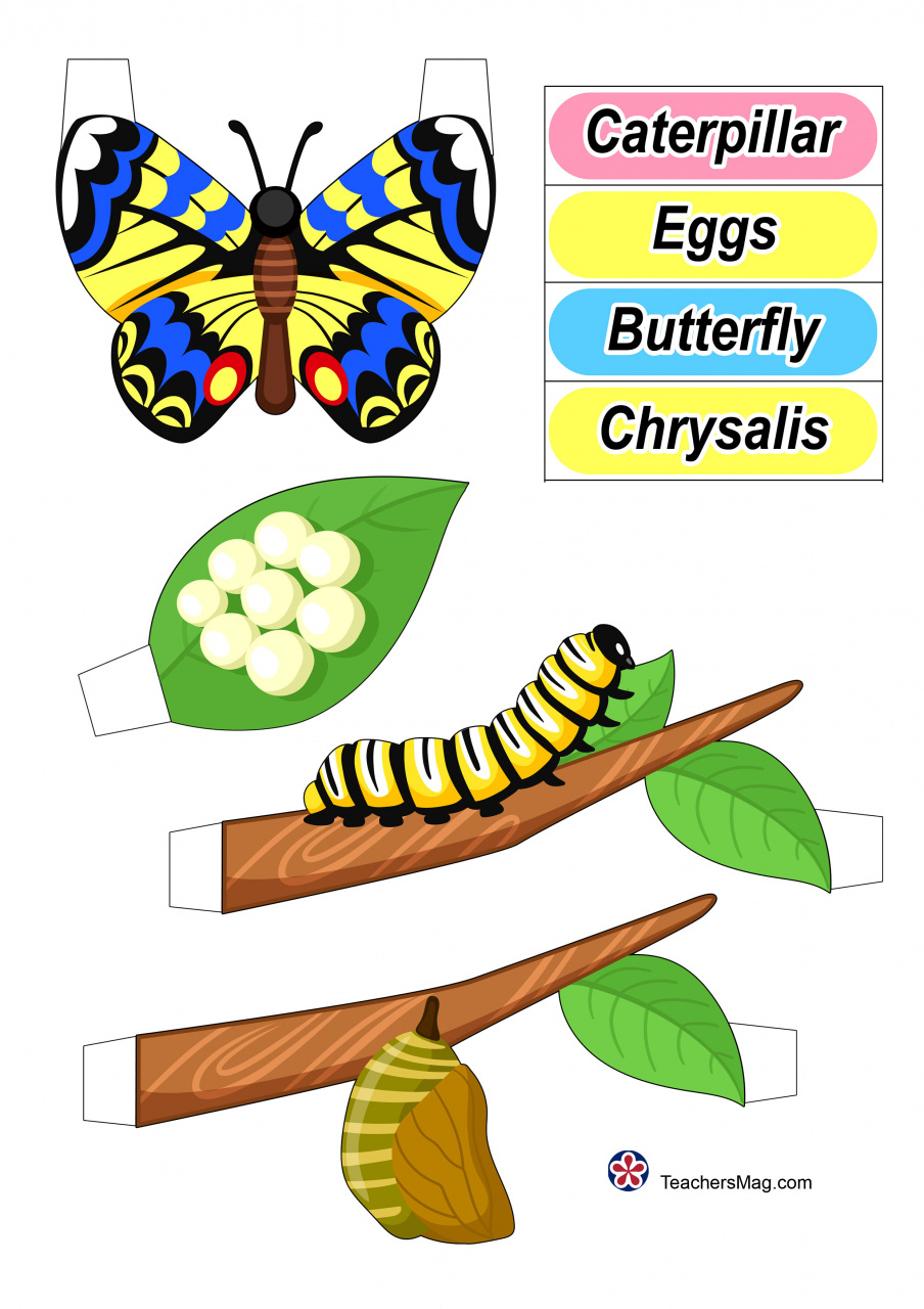 d Butterfly Life Cycle Printables Craft-. TeachersMag