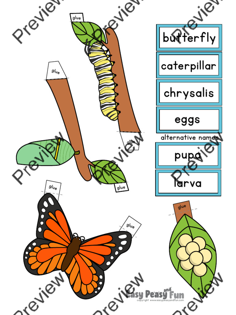 Demo Butterfly Life Cycle Craft  DDiorama Craft Activity 851748