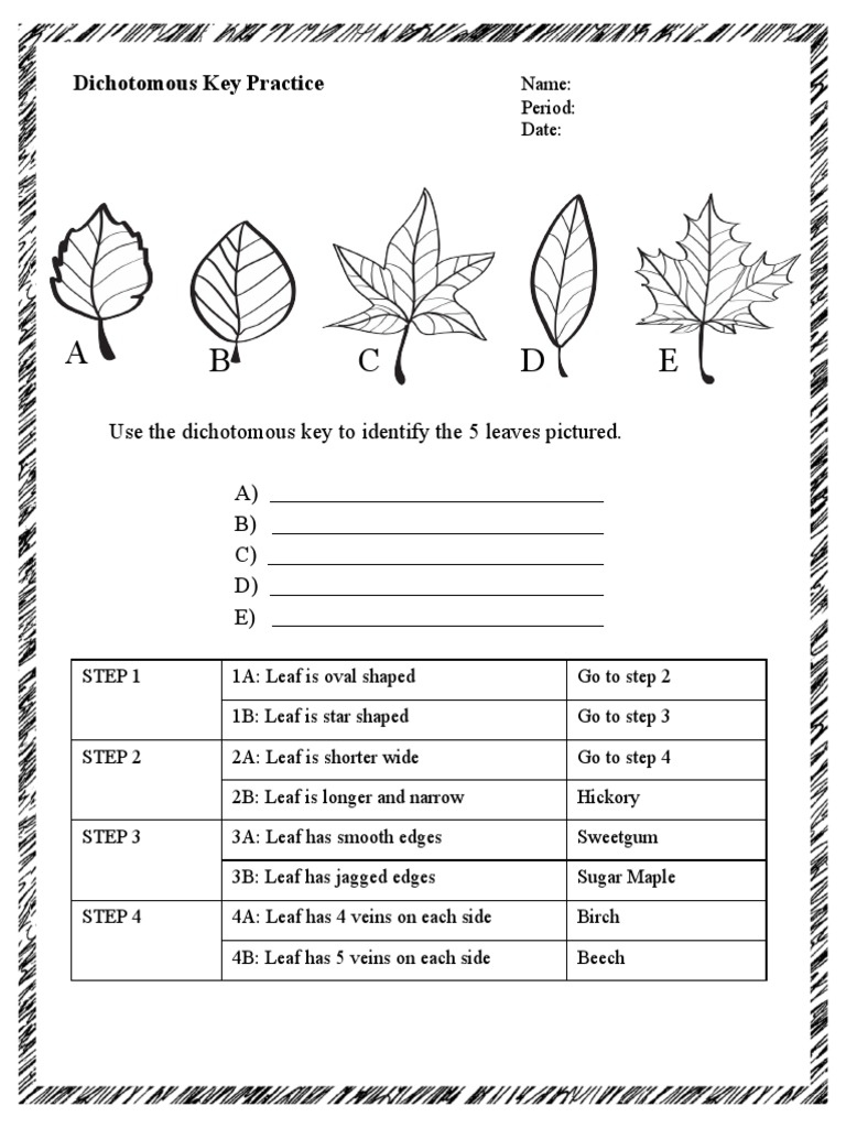 Dichotomous Key Practice Worksheets  PDF  Foreign Language Studies