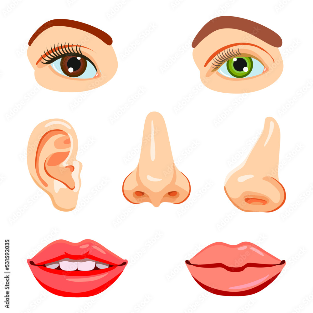 Educational vector set, parts of the face: eyes, nose, mouth, ear