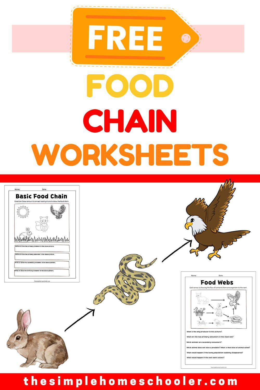 Ferocious Food Chain Worksheets: Free and Easy Print! - The Simple