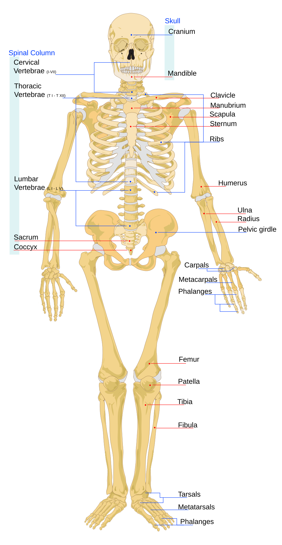 File:Human skeleton front en File:Human skeleton front en