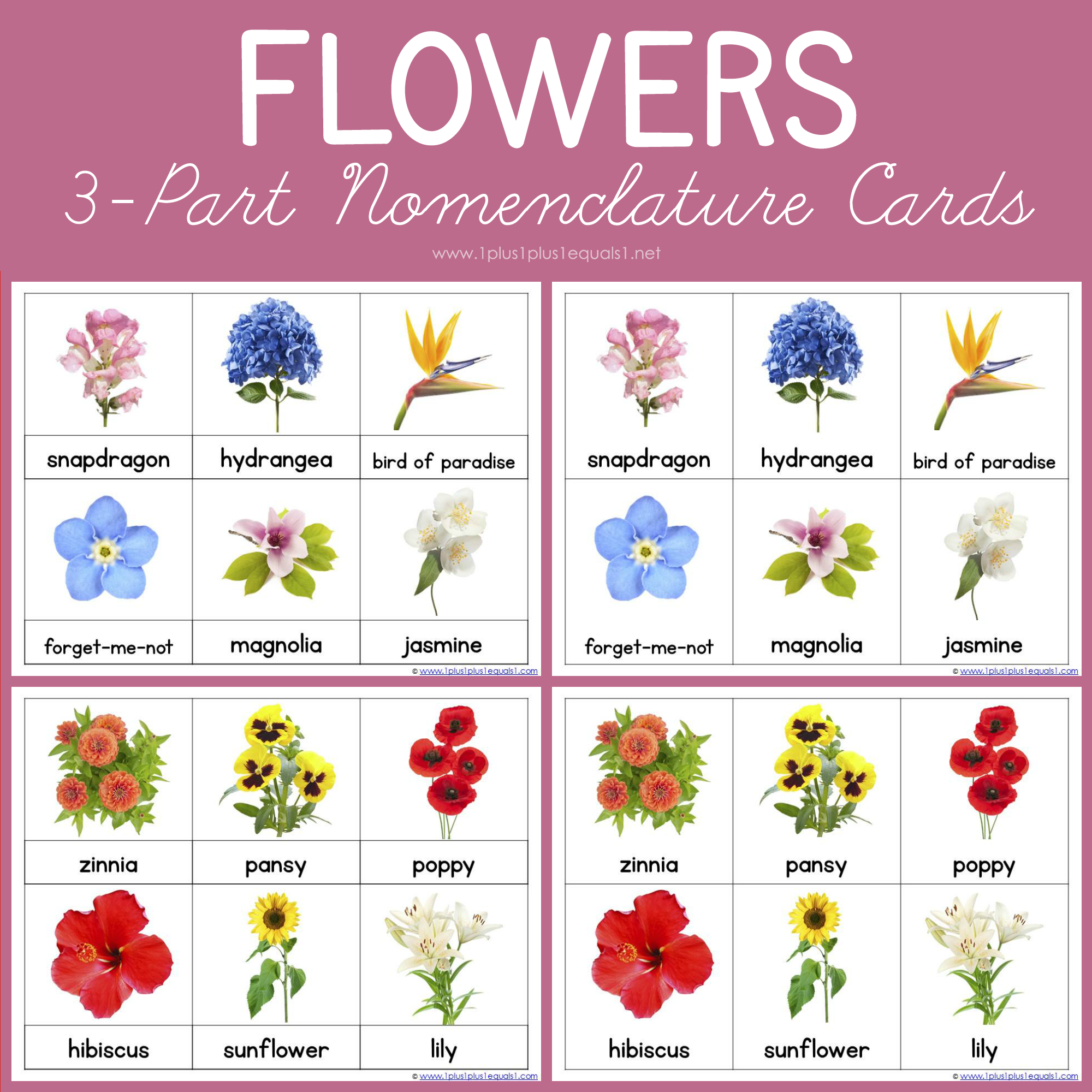 Flower Nomenclature ~ Montessori Printables - ++= Flower Nomenclature ~ Montessori Printables - ++=