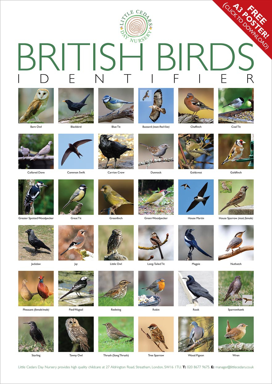Free Bird-Spotting Activity Poster for Children incl