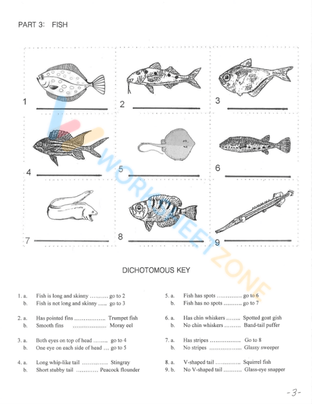 Free Printable Dichotomous Key Worksheet Collection - Worksheets