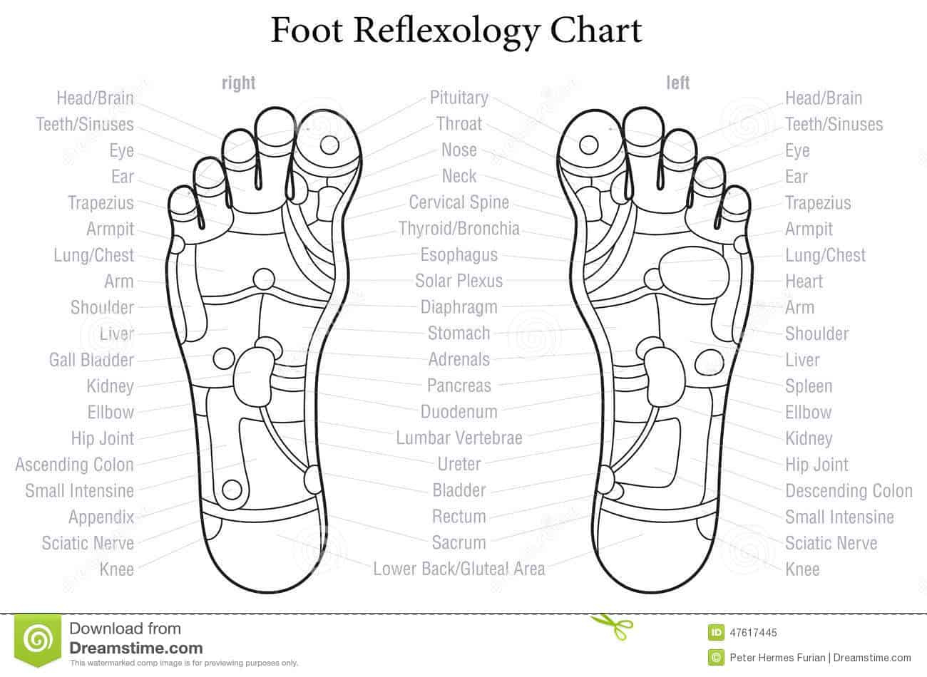 Free Printable Foot Reflexology Chart (Left & Right) Female, Baby Free Printable Foot Reflexology Chart (Left & Right) Female, Baby