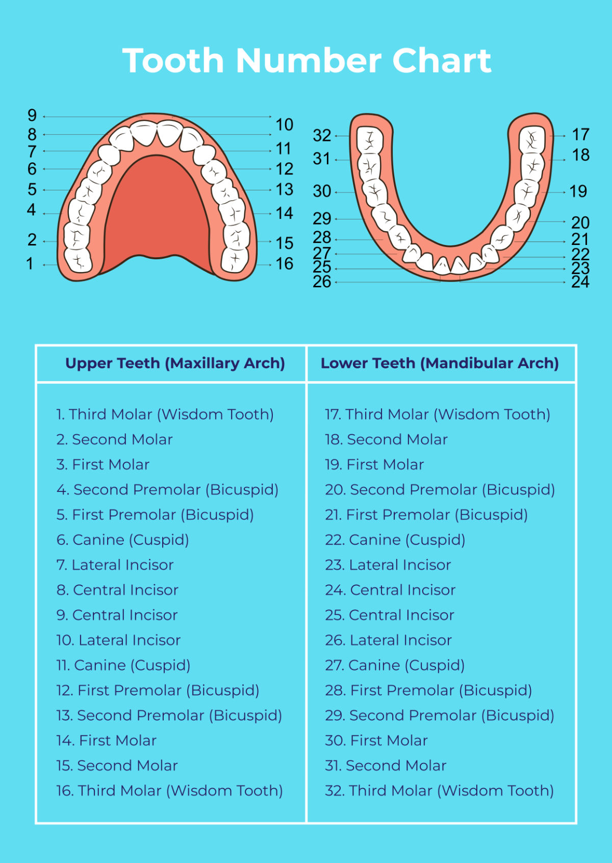 Free Tooth Chart Templates, Editable and Printable Free Tooth Chart Templates, Editable and Printable
