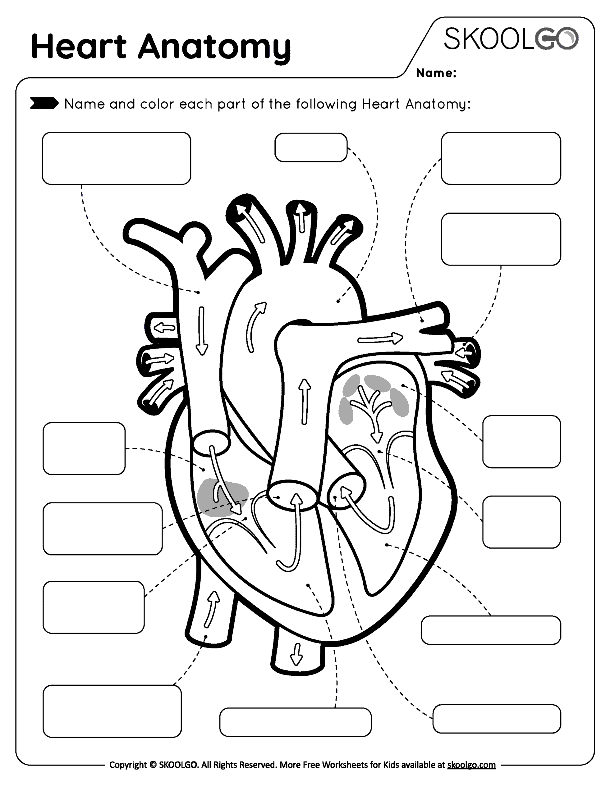 Heart Anatomy - Free Worksheet for Kids - SKOOLGO