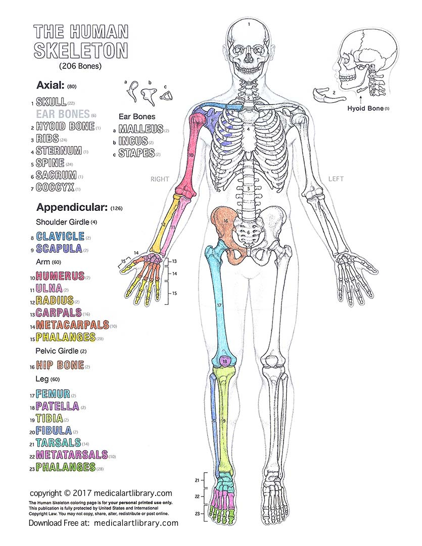 Human Skeleton Coloring Page - Medical Art Library Human Skeleton Coloring Page - Medical Art Library