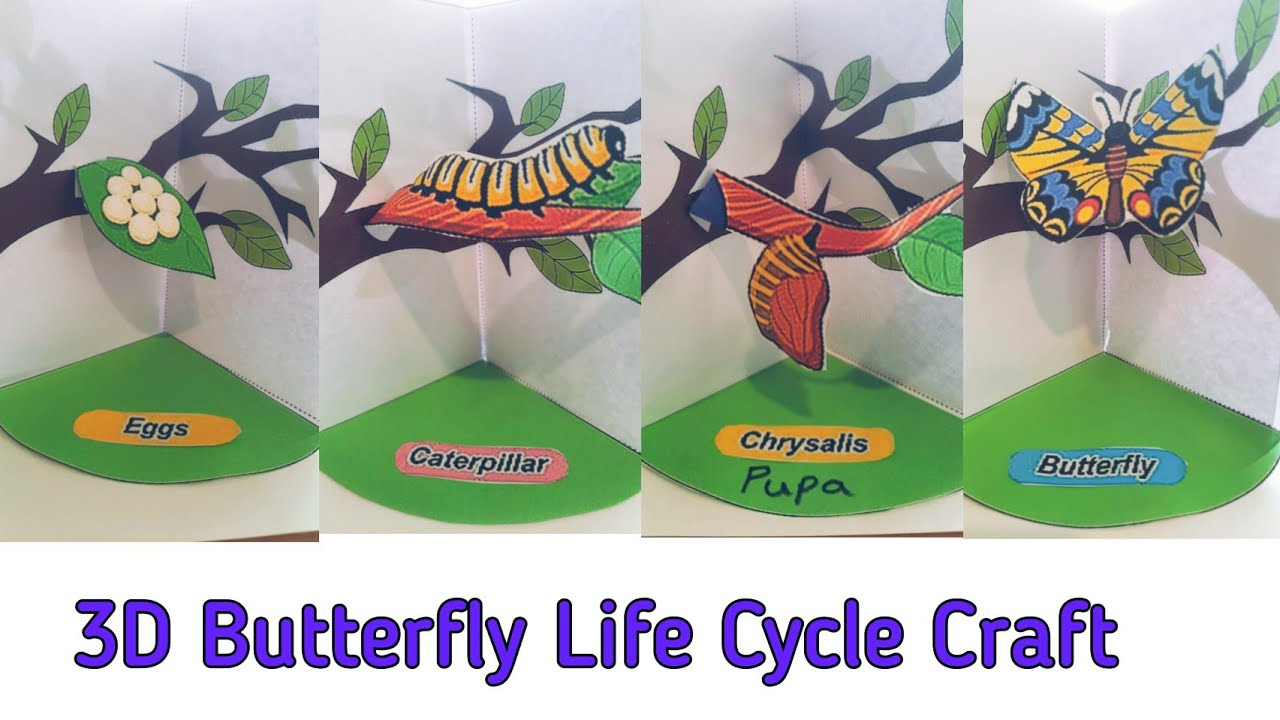 Life Cycle of a Butterfly / D Butterfly Life Cycle Printable Craft