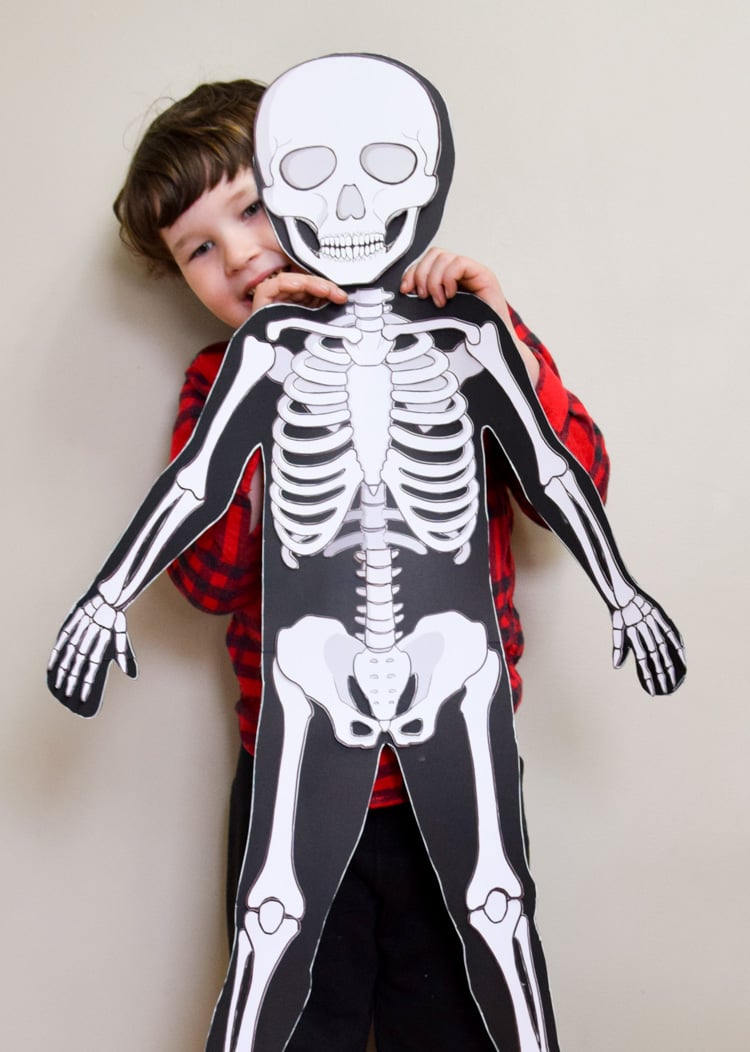 Life-Size Printable Human Skeleton for Kids