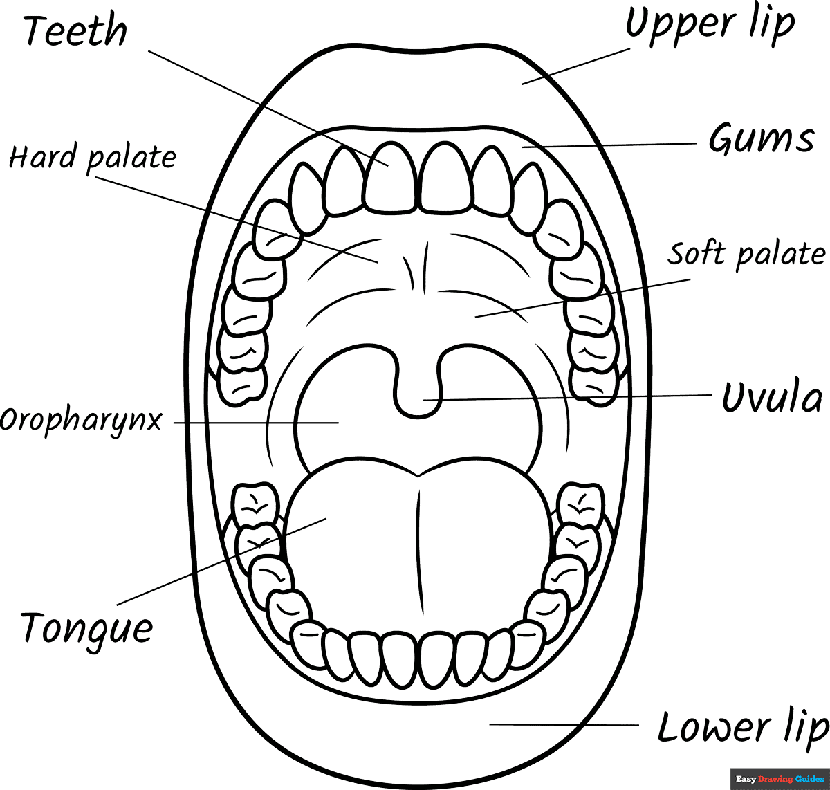 Mouth Anatomy Diagram for Kids Coloring Page Easy Drawing Guides Mouth Anatomy Diagram for Kids Coloring Page Easy Drawing Guides