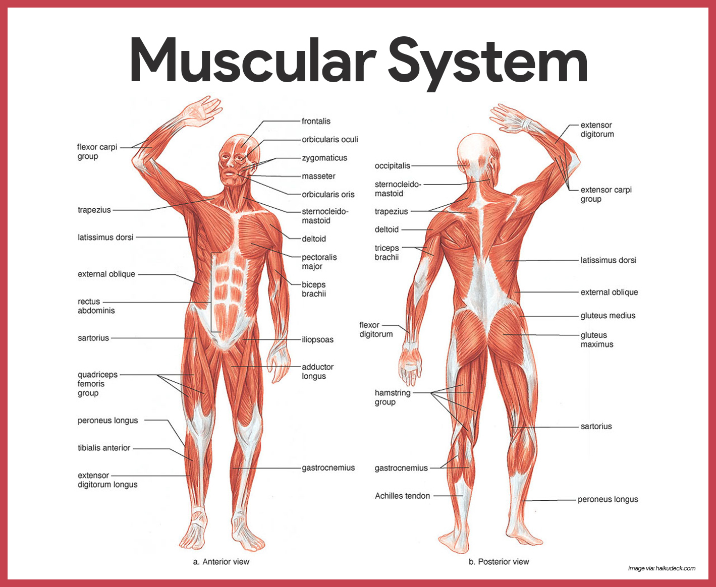 Muscular System Anatomy and Physiology - Nurseslabs Muscular System Anatomy and Physiology - Nurseslabs