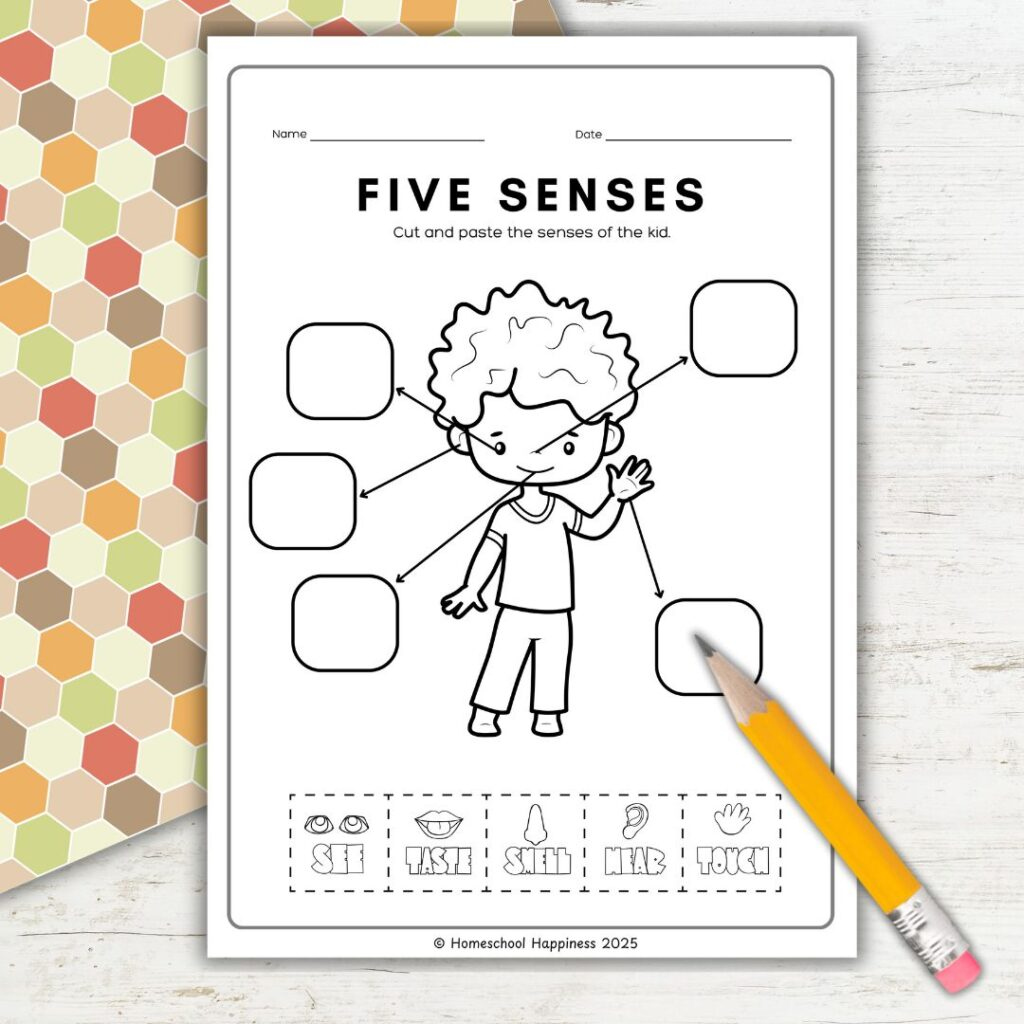 Our  Senses Activities for Kids + Free Printable Pack
