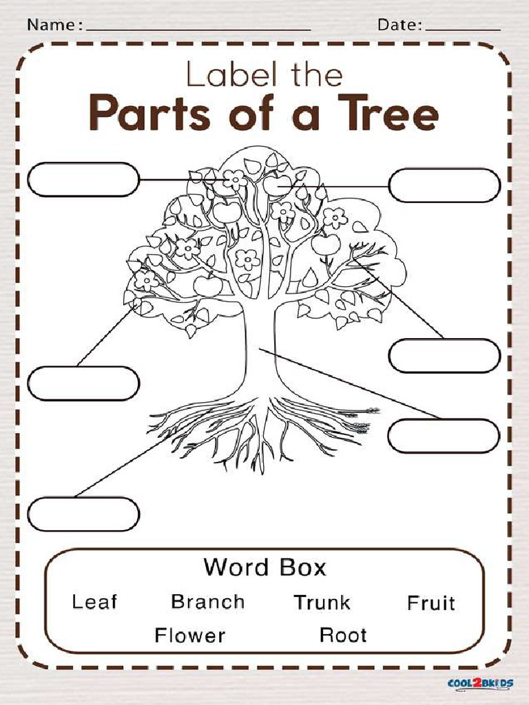 Parts of A Tree Worksheet  PDF
