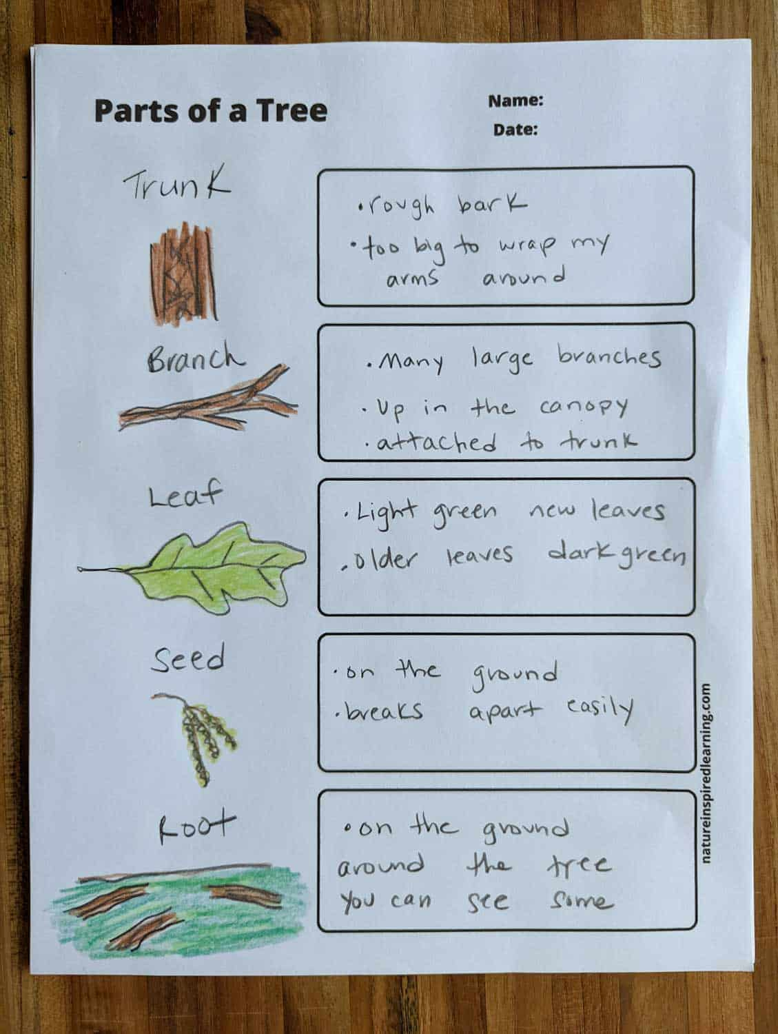 Parts of a Tree Worksheets - Nature Inspired Learning