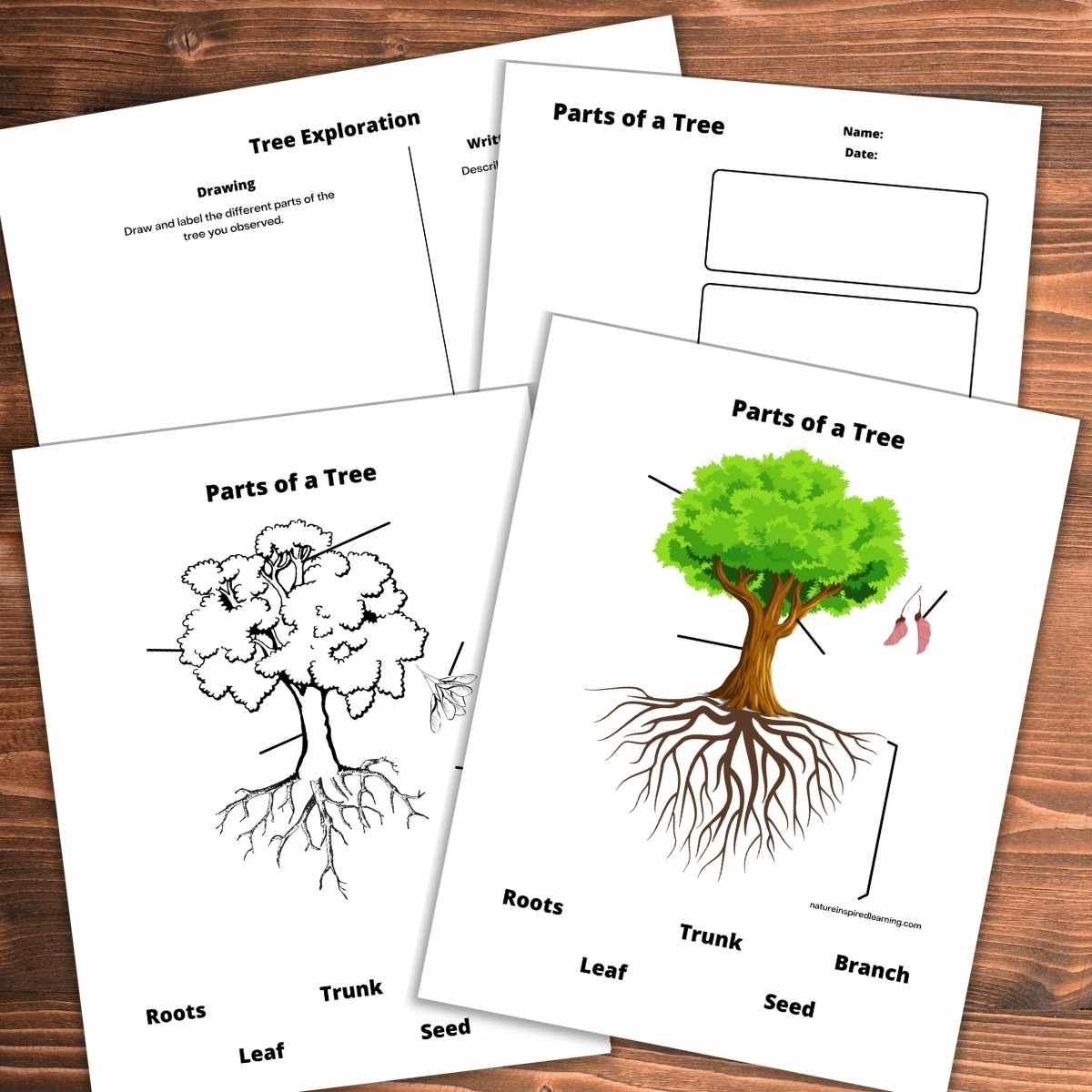 Parts of a Tree Worksheets - Nature Inspired Learning