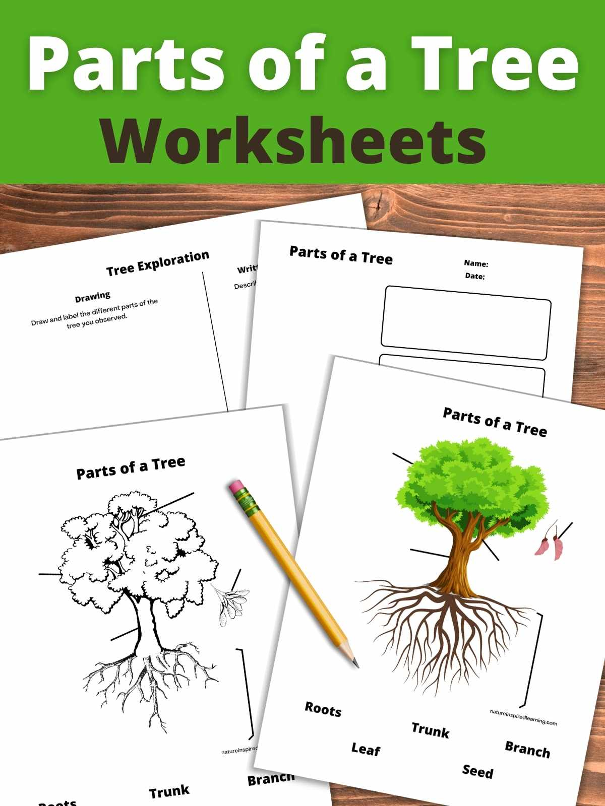 Parts of a Tree Worksheets - Nature Inspired Learning