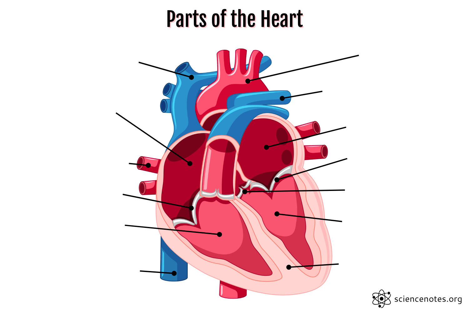 Parts of the Heart - Human Heart Anatomy and Worksheets