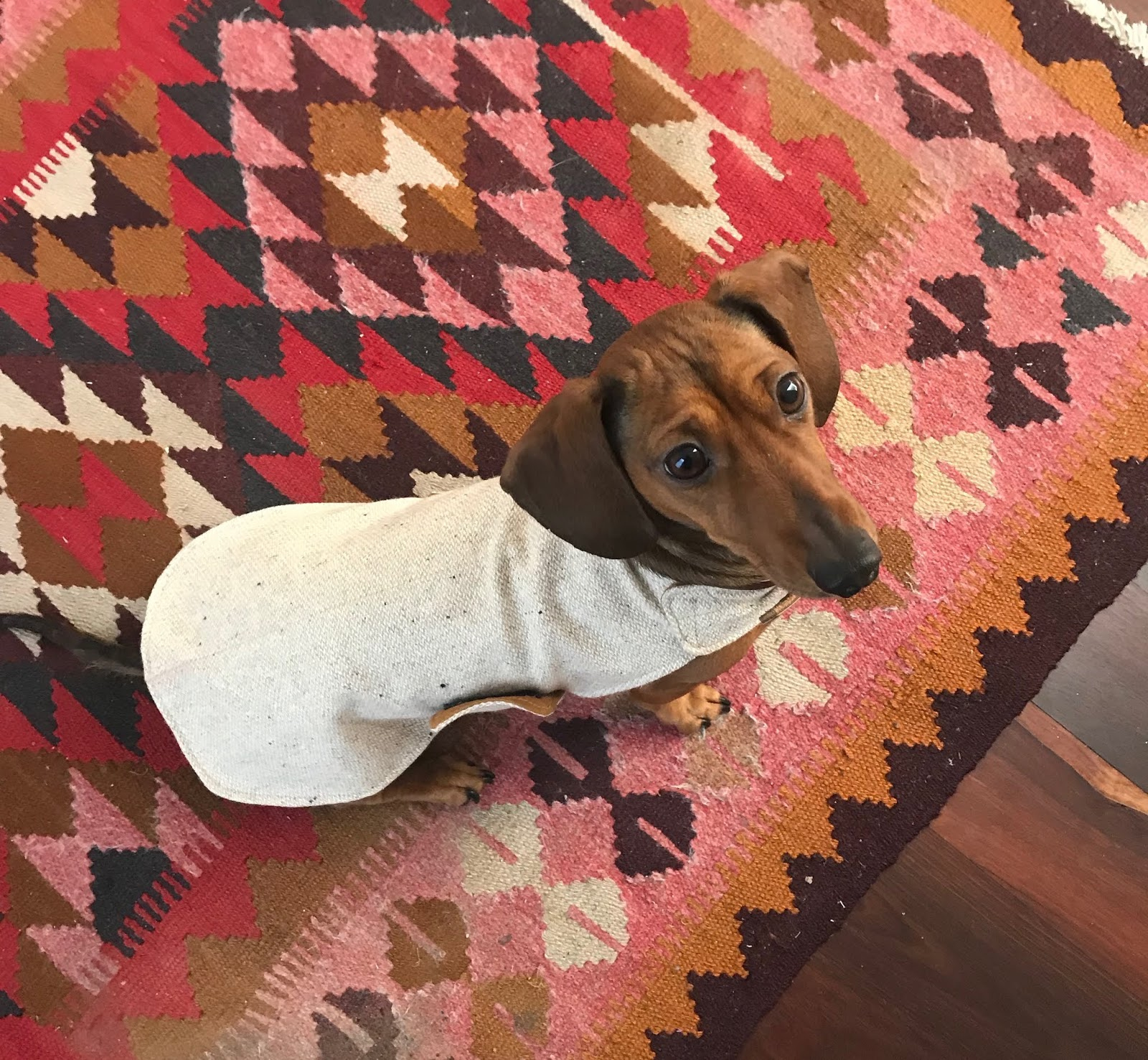 Pattern freebie: mini dachshund jacket