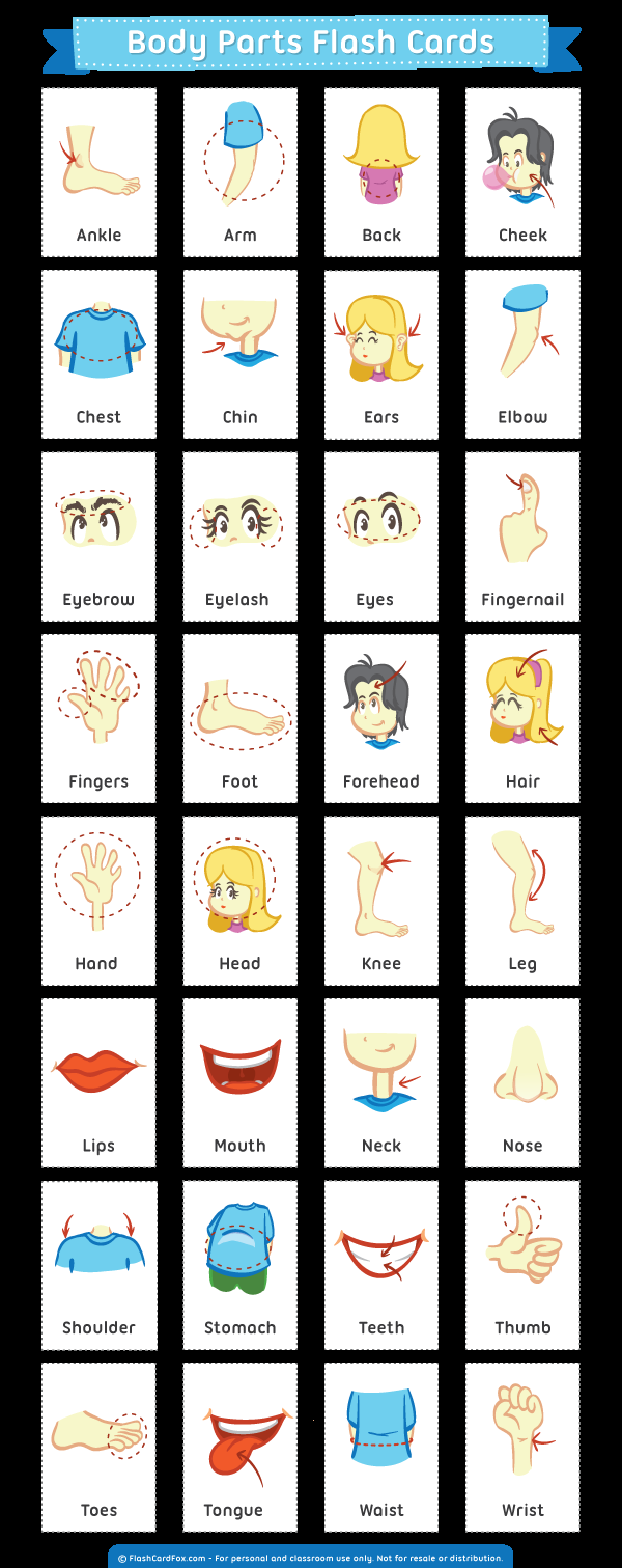 Printable Body Parts Flash Cards