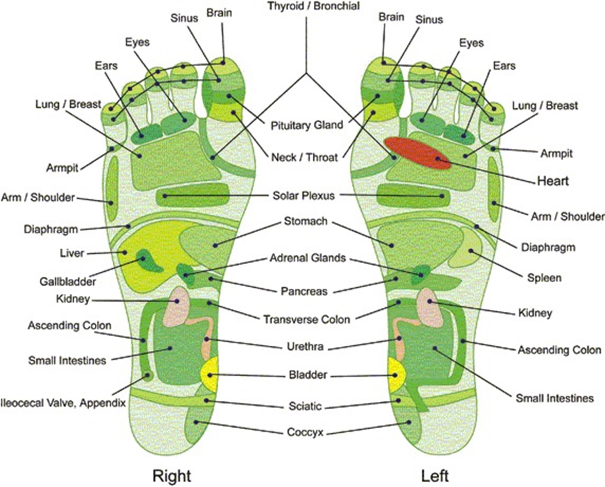 Printable Foot Reflexology Charts & Maps ᐅ TemplateLab