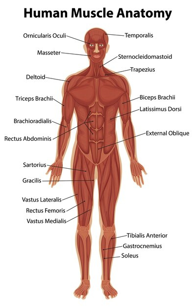 Printable muscle diagram Vectors - Download Free High-Quality Printable muscle diagram Vectors - Download Free High-Quality