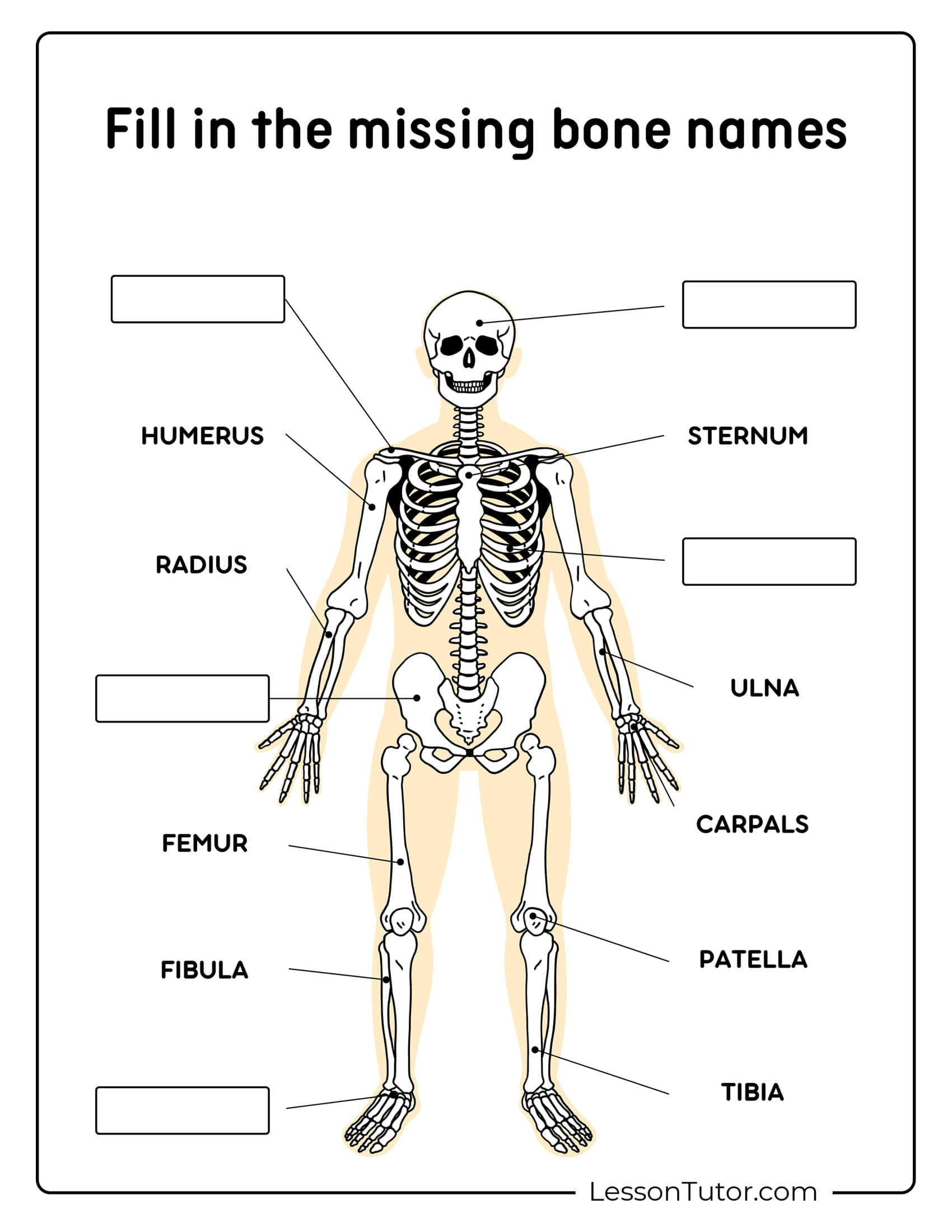 Skeleton System Worksheets - Free Coloring Pages, PDF Printables Skeleton System Worksheets - Free Coloring Pages, PDF Printables