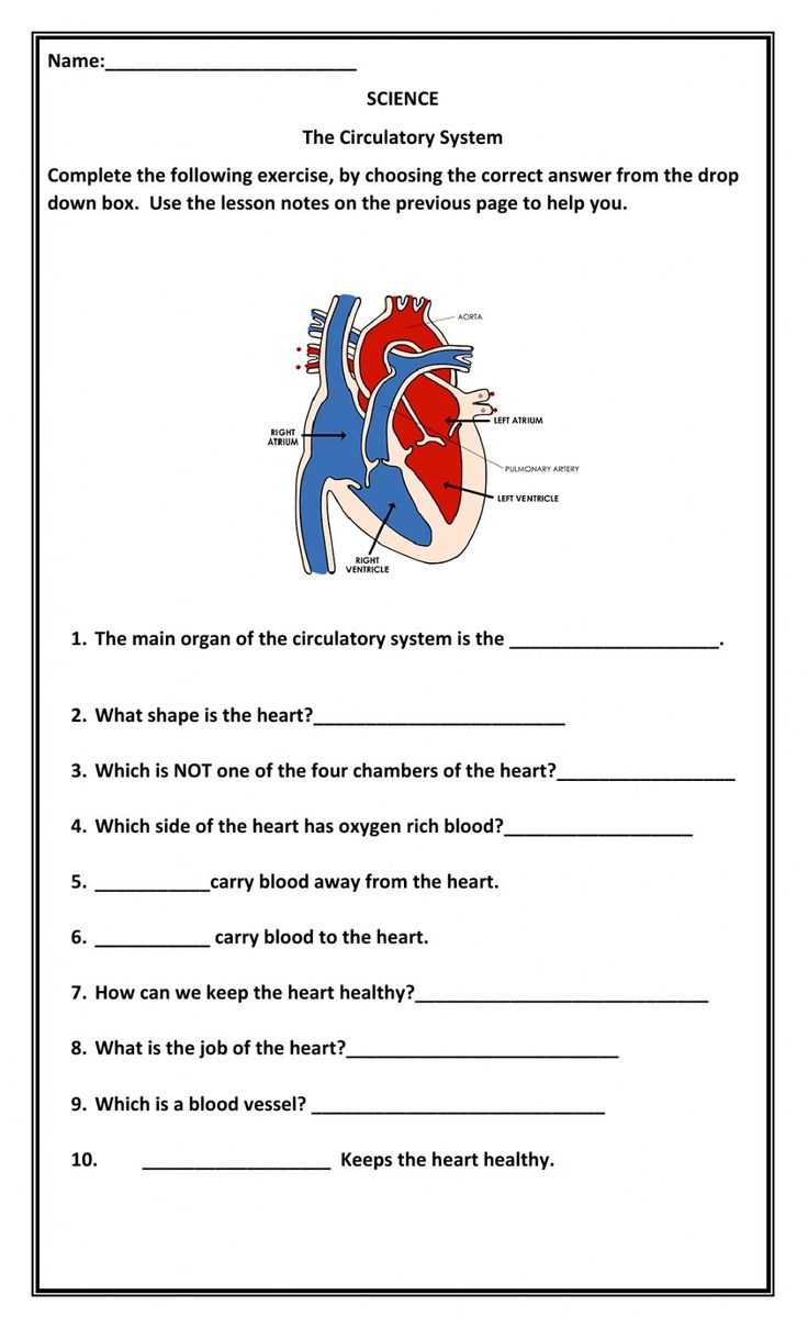 The Circulatory System interactive activity