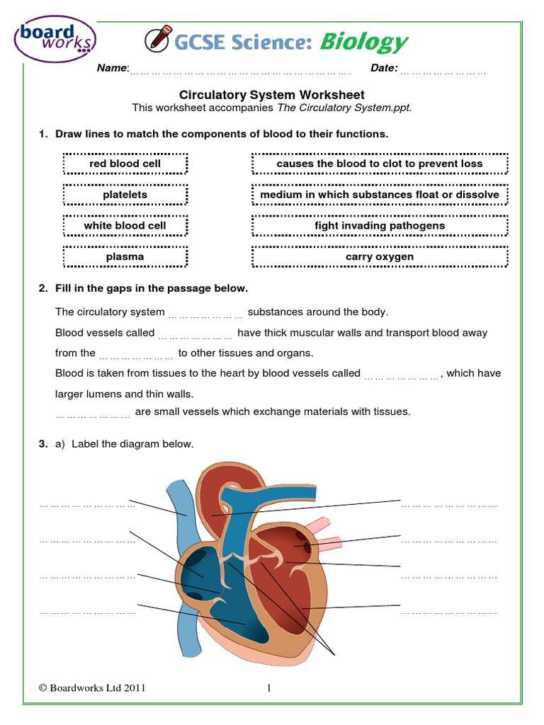 The Circulatory System Worksheet  PDF