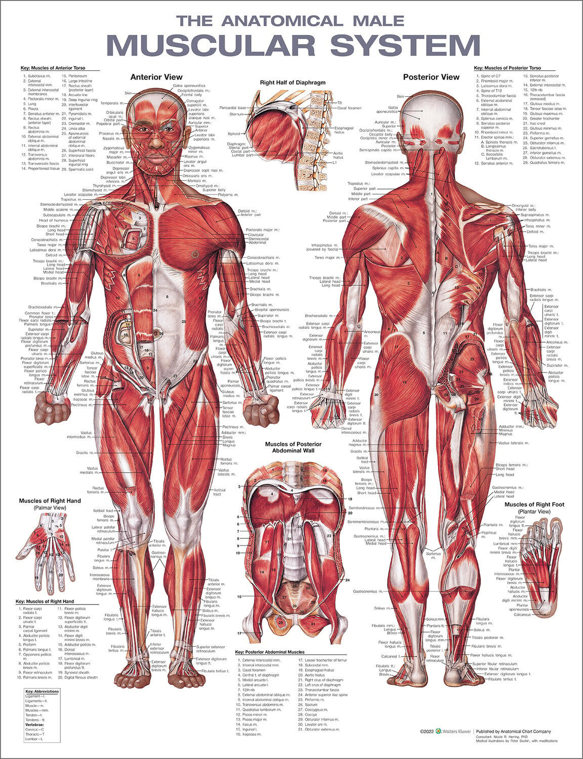 The Muscular System Anatomical Chart The Muscular System Anatomical Chart