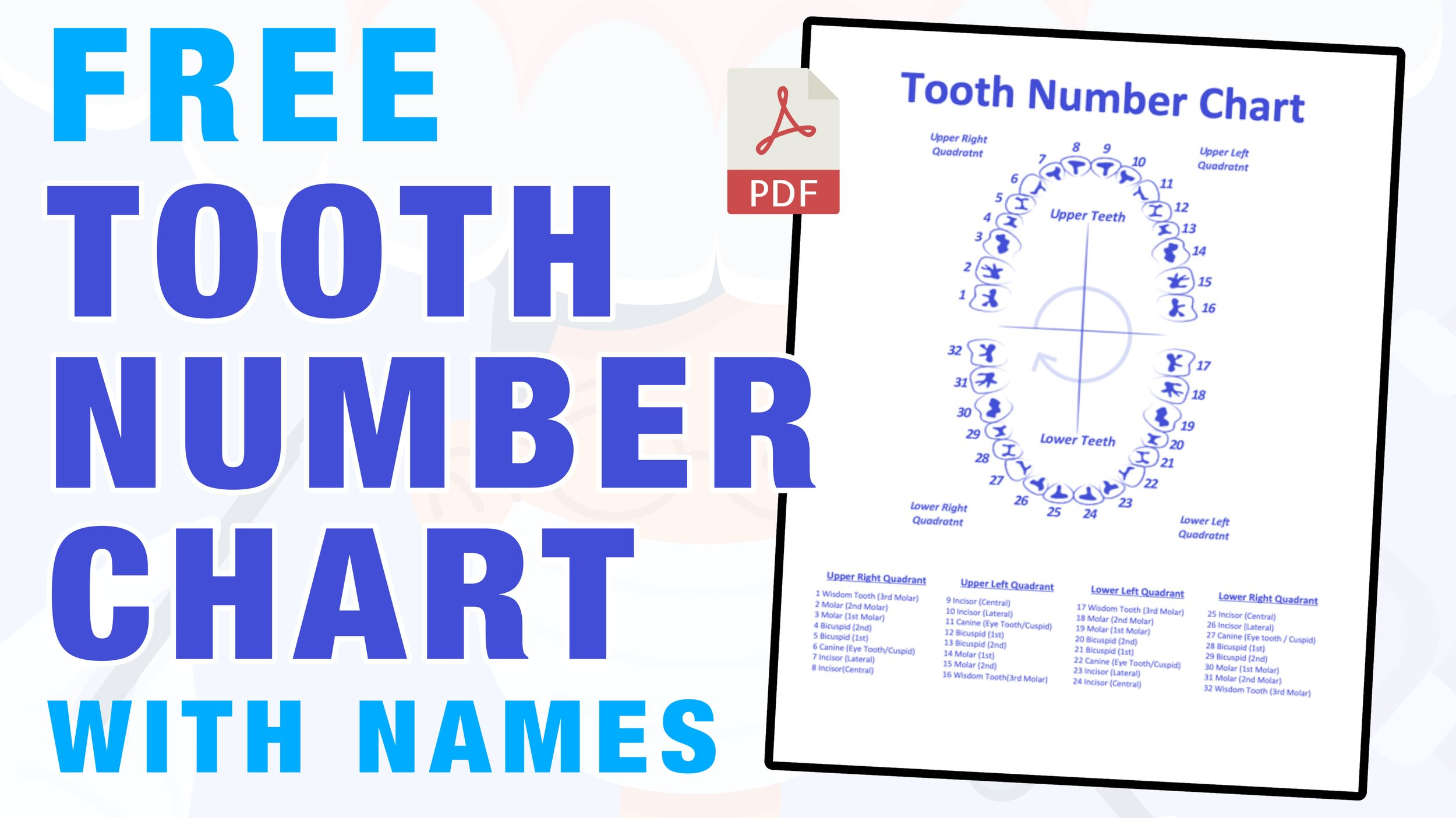 Tooth Number Chart (Printable PDF) — Mashup Math Tooth Number Chart (Printable PDF) — Mashup Math