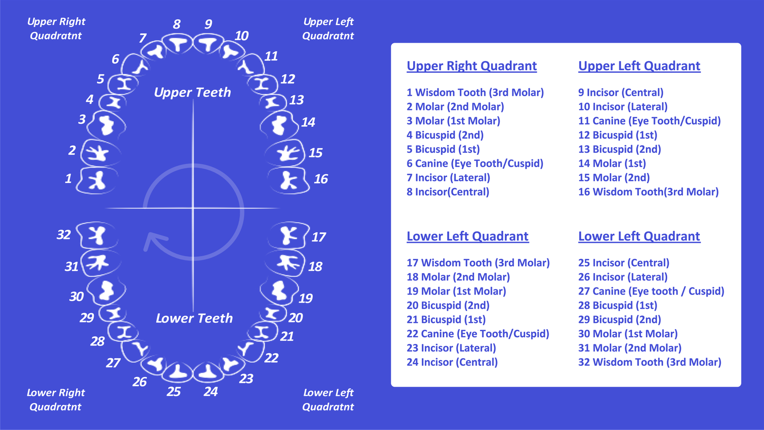 Tooth Number Chart (Printable PDF) — Mashup Math
