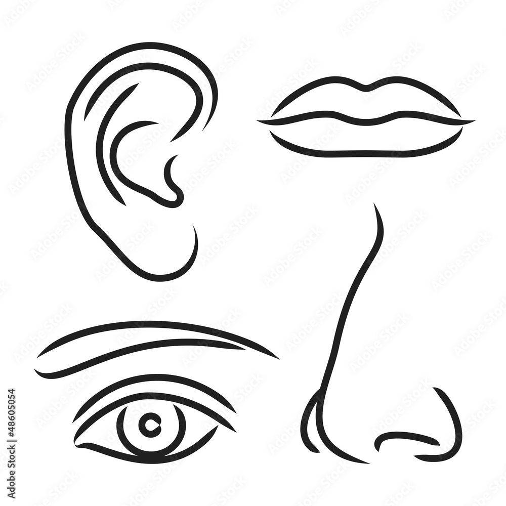 Vector illustration nose, ear, mouth and eye Stock Vector  Adobe