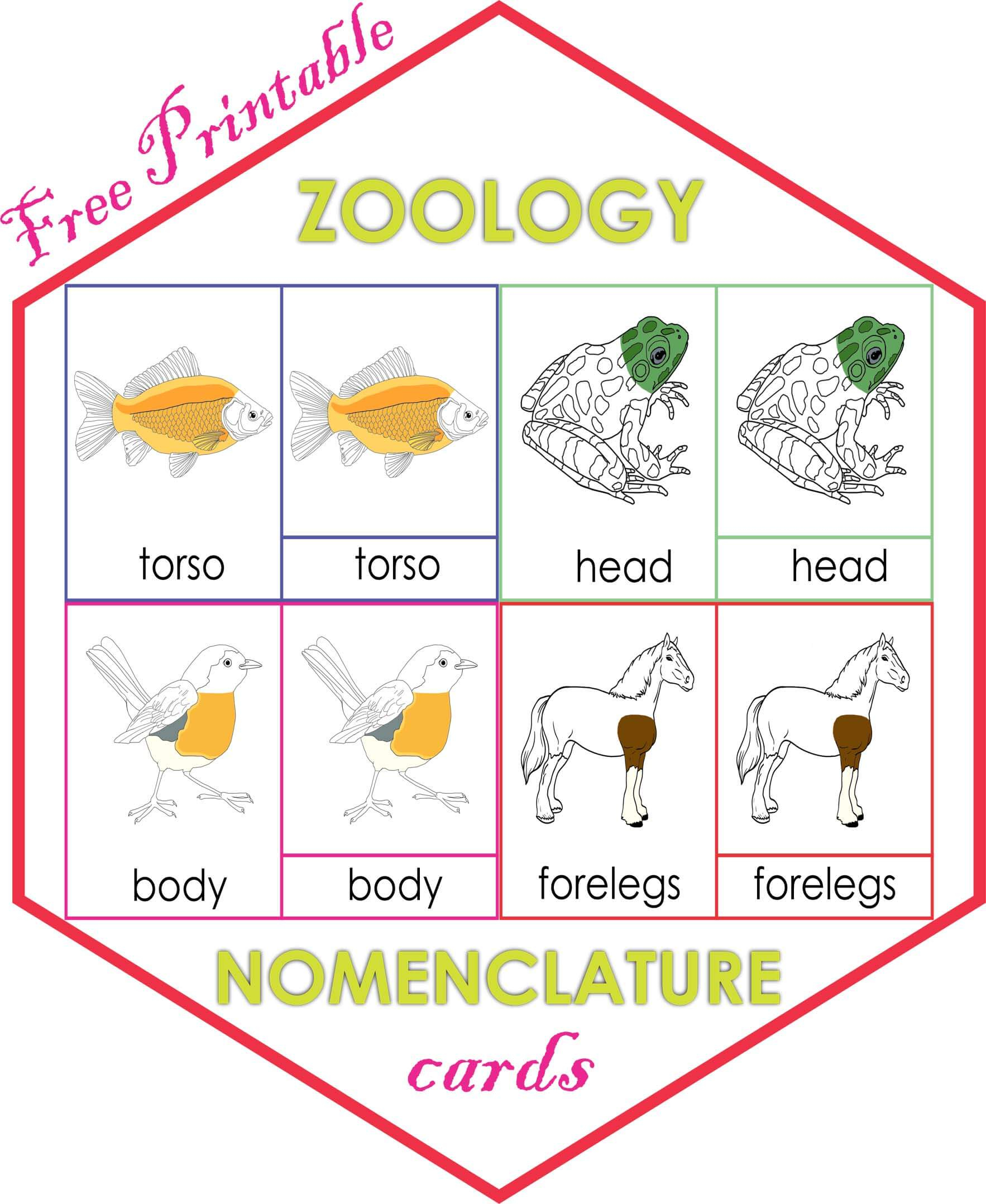 Zoology Nomenclature Cards Montessori Montessoriseries Zoology Nomenclature Cards Montessori Montessoriseries